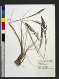 Eragrostis curvula (Schrad.) Nees