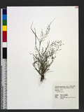 Eragrostis minor Host
