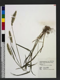 Polypogon monspeliensis (L.) Desf. ~Y