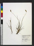 Setaria geniculata (Lam.) P. Beauv. 