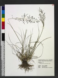 Eragrostis tenuifolia (A. Rich.) Hochst. ex Steud. eܯ