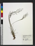 Eragrostis tenuifolia (A. Rich.) Hochst. ex Steud. eܯ