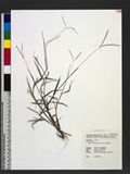 Digitaria longiflora (Retz.) Pers. ᰨ