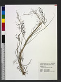 Eragrostis tenuifolia (A. Rich.) Hochst. ex Steud. eܯ