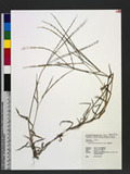 Digitaria heterantha (Hook. f.) Merr. J