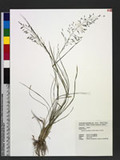 Eragrostis tenuifolia (A. Rich.) Hochst. ex Steud. eܯ