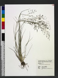 Eragrostis tenuifolia (A. Rich.) Hochst. ex Steud. eܯ