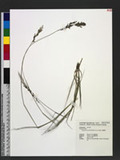 Eragrostis atrovirens (Desf.) Trin. ex Steud. 