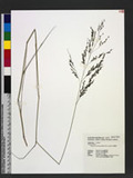 Eragrostis atrovirens (Desf.) Trin. ex Steud. 