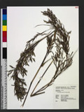 Cymbopogon nardus (L.) Rendle T