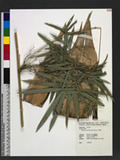 Bambusa dolichomerithalla Hayata s