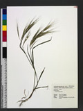 Bromus diandrus Roth