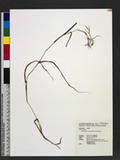Cymbopogon martinii (Roxb.) Will. Watson