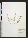 Eragrostis ferrugi...