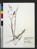 Eragrostis bulbillifera Steud. ֤eܯ