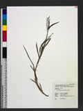 Panicum paludosum Roxb. Ͷ