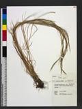 Vulpia myuros (L.) Gmel. 鼠茅