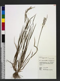 Agrostis infirma Buse var. arisan-montana (Ohwi) Veldkamp sѿo