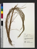 Vulpia myuros (L.) Gmel. 鼠茅
