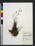 Deschampsia flexuosa (L.) Trin. ~v