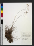 Deschampsia flexuosa (L.) Trin. ~v