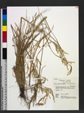 Deschampsia caespitosa (L.) Beauv. var. festucaefolia Honda v