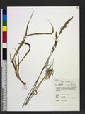 Trisetum spicatum (L.) Rich. var. formosanum (Honda) Ohwi OWT