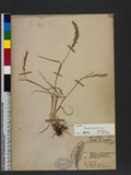 Trisetum spicatum (L.) Rich. var. formosanum (Honda) Ohwi OWT