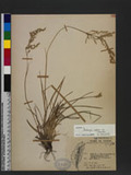 Deschampsia caespitosa (L.) Beauv. var. festucaefolia Honda v