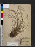 Agrostis infirma Buse var. arisan-montana (Ohwi) Veldkamp sѿo