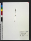 Microtis unifolia ...