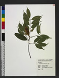 Prunus phaeosticta (Hance) Maxim. ¬P