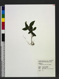 Ophiorrhiza pumila Champ. ex Benth. ժDگ