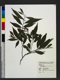 Antidesma japonicum Sieb. & Zucc. var. densiflorum Hurusawa K᤭