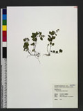 Clinopodium gracile (Benth.) Kuntze 
