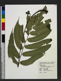 Dryopteris enneaphylla (Bak.) C. Chr. var. pseudosieboldii (Hayata) Tagawa & Iwats. j