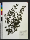 Isodon amethystoides (Benth.) H. Hara 