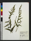 Thelypteris laxa (Franch. & Sav.) Ching XP