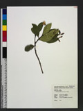 Trachelospermum lanyuense C. E. Chang 