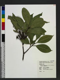 Symplocos cochinchinensis (Lour.) S. Moore var. philippinensis (Brand) Noot. �Ǥ