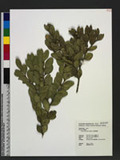 Buxus liukiuensis ...