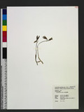 Nervilia plicata (Andr.) Schltr. ߸