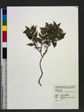 Decaspermum gracilentum (Hance) Merr. & L. M. Perry Ql