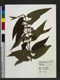 Callicarpa longissima (Hemsl.) Merr. ]