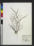 Eragrostis multicaulis Steud. heܯ