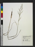 Eragrostis tenuifolia (A. Rich.) Hochst. ex Steud. eܯ