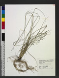 Eragrostis tenuifolia (A. Rich.) Hochst. ex Steud. eܯ