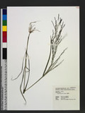 Eragrostis pilosa (L.) P. Beauv. eܯ