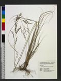 Eragrostis atrovirens (Desf.) Trin. ex Steud. 