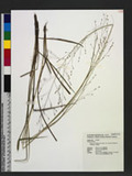 Panicum curviflorum Hornem. var. suishaense (Hayata) Veldkamp 